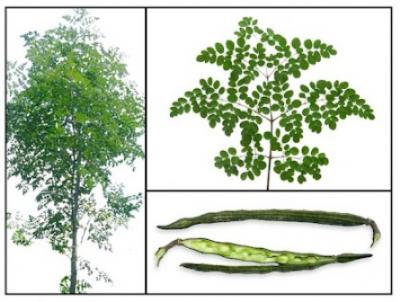  - ���� ������ Moringa oleifera, ���� ��� ����� �����, ��� (���� ����� ��������), ��� (���������), ��� (����� ������), ��� ������, ��� ������ , ����� ������� 